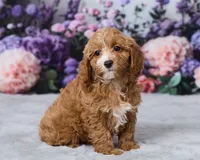 Poppy, a male Cavapoo for sale in Los Angeles, CA – 1 of 4