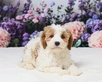 Mr. Big, a male Cavapoo for sale in Los Angeles, CA – 3 of 3
