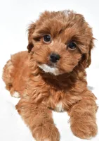 Twinkle, a female Cavapoo and Poodle - Toy  for sale in Los Angeles, CA – 3 of 4