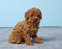 Boba, a male Poodle - Toy  for sale in Los Angeles, CA – 4 of 5