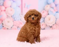 Bluey, a male Poodle - Toy  for sale in Los Angeles, CA – 2 of 4