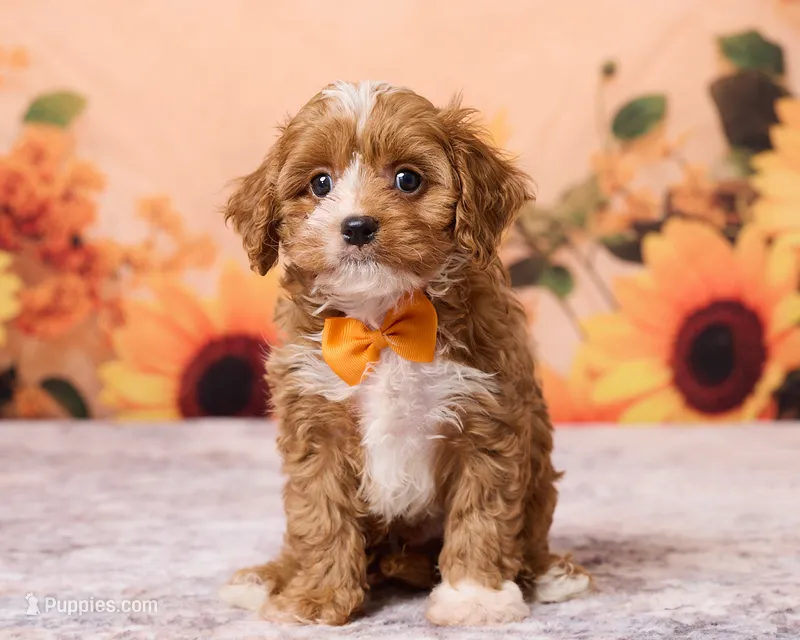 Peanut – Cavapoo, Poodle - Toy  puppy for sale in Los Angeles, CA