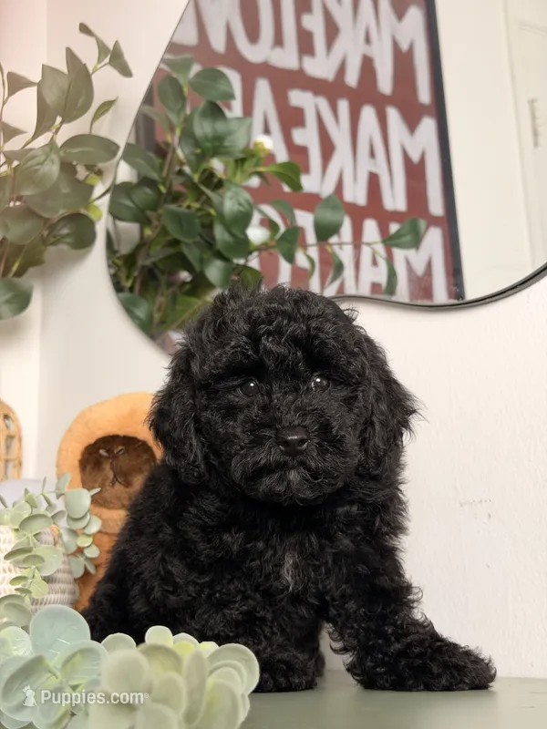 Midnight – Cavapoo, Poodle - Toy  puppy for sale in Los Angeles, CA