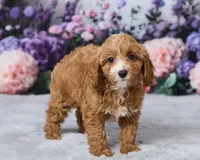 Poppy, a male Cavapoo for sale in Los Angeles, CA – 3 of 4