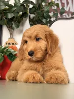 Bo, a male Goldendoodle for sale in Los Angeles, CA – 2 of 8