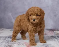 Bear, a male Poodle - Toy  and Miniature Goldendoodle for sale in Los Angeles, CA – 5 of 5