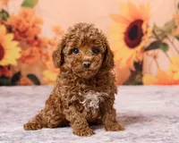 Bean, a male Poodle - Toy  for sale in Los Angeles, CA – 2 of 3