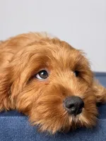 Dylan, a male Cavapoo and Poodle - Toy  for sale in Los Angeles, CA – 4 of 7