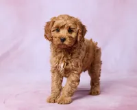 Tilly, a female Cavapoo and Poodle - Toy  for sale in Los Angeles, CA – 3 of 3