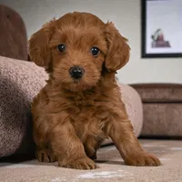 Minnie, a female Cavapoo and Poodle - Toy  for sale in Los Angeles, CA – Photo 3 of 4