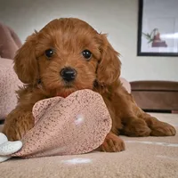 Minnie, a female Cavapoo and Poodle - Toy  for sale in Los Angeles, CA – Photo 4 of 4