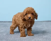 Bean, a male Poodle - Toy  for sale in Los Angeles, CA – 3 of 5