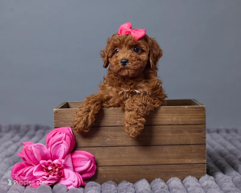 Rosie, a female Cavapoo for sale in Los Angeles, CA – Photo 1 of 4