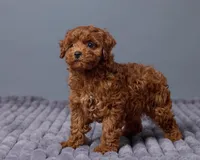 Rosie, a female Cavapoo for sale in Los Angeles, CA – Photo 3 of 4