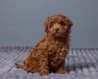 Rosie, a female Cavapoo for sale in Los Angeles, CA – Photo 2 of 4