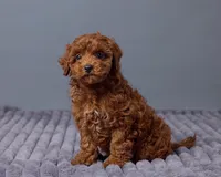 Rosie, a female Cavapoo for sale in Los Angeles, CA – Photo 4 of 4