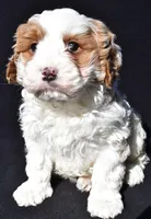 Charlie, a male Cavapoo for sale in Los Angeles, CA – Photo 3 of 5
