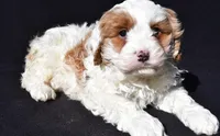 Charlie, a male Cavapoo for sale in Los Angeles, CA – Photo 5 of 5