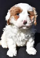Charlie, a male Cavapoo for sale in Los Angeles, CA – Photo 2 of 5