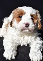 Charlie, a male Cavapoo for sale in Los Angeles, CA – Photo 1 of 5