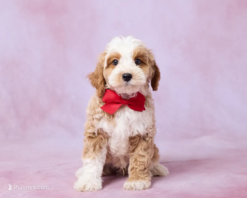 Chestnut – Cavalier King Charles Spaniel, Poodle - Toy  puppy for sale in Los Angeles, CA