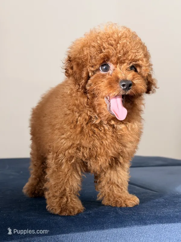 Cookie – Poodle - Toy  puppy for sale in Los Angeles, CA