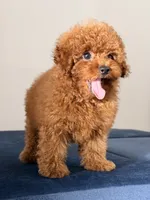 Cookie, a male Poodle - Toy  for sale in Los Angeles, CA – 1 of 5