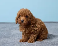 Bean, a male Poodle - Toy  for sale in Los Angeles, CA – 1 of 5
