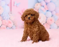 Bluey, a male Poodle - Toy  for sale in Los Angeles, CA – 3 of 4