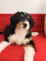 Junie, a female Miniature Bernedoodle for sale in Los Angeles, CA – 6 of 6