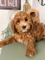 Winston, a male Poodle - Toy  and Miniature Goldendoodle for sale in Los Angeles, CA – 6 of 8