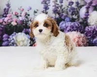 Miranda, a female Cavapoo for sale in Los Angeles, CA – 3 of 4