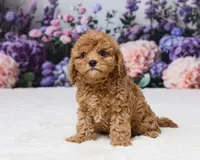Toy size - Charlotte, a female Cavapoo for sale in Los Angeles, CA – 2 of 3