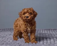 Ollie, a female Cavapoo for sale in Los Angeles, CA – Photo 4 of 4