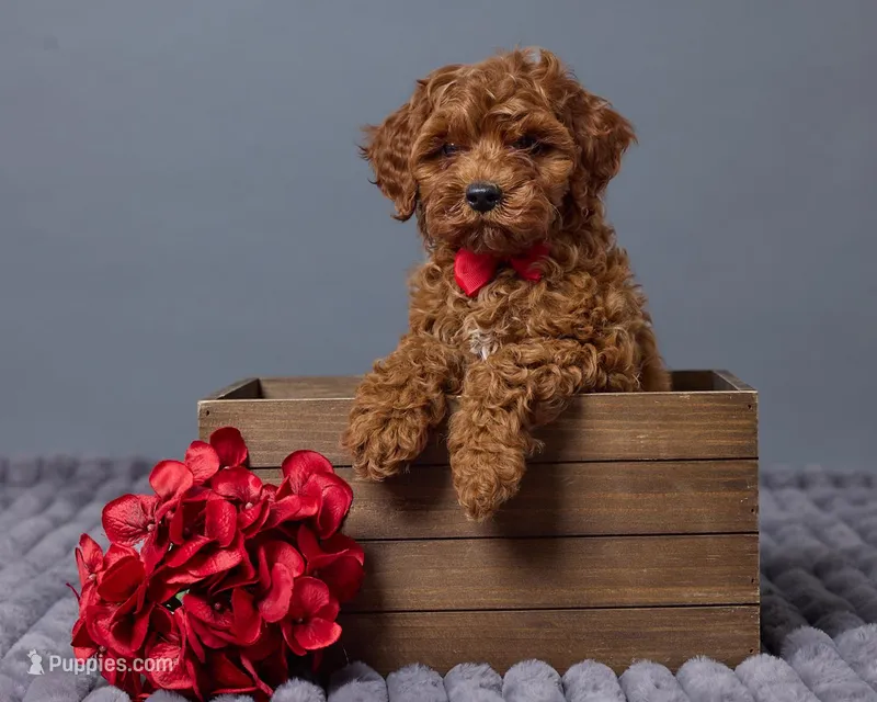 Ollie, a female Cavapoo for sale in Los Angeles, CA – Photo 1 of 4