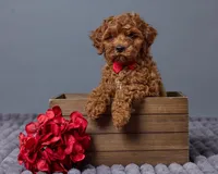 Ollie, a female Cavapoo for sale in Los Angeles, CA – Photo 1 of 4