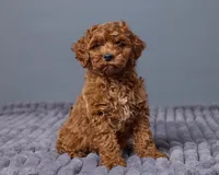 Ollie, a female Cavapoo for sale in Los Angeles, CA – Photo 2 of 4