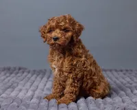 Ollie, a female Cavapoo for sale in Los Angeles, CA – Photo 3 of 4