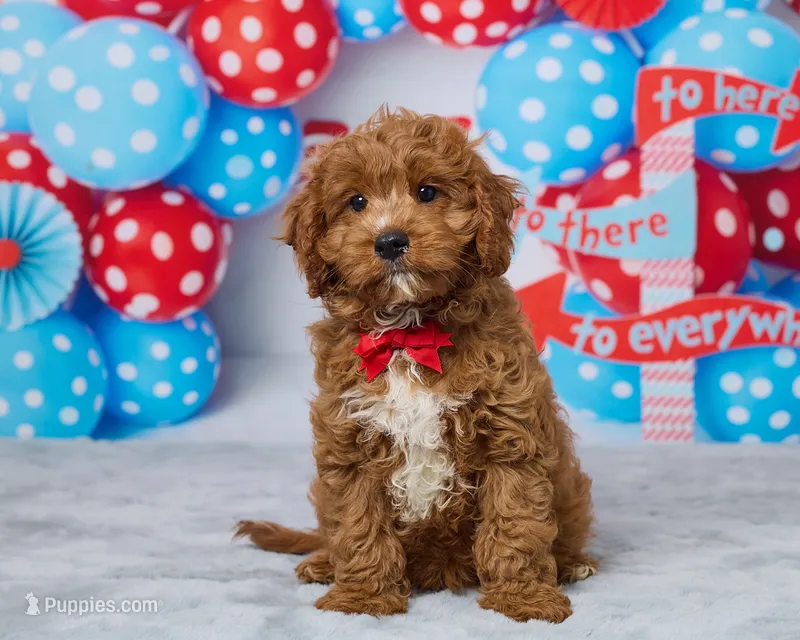 Biscuit – Cavapoo puppy for sale in Los Angeles, CA