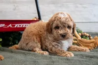Micro - Fudge, a male Goldendoodle and Poodle - Toy  for sale in Los Angeles, CA – 3 of 3