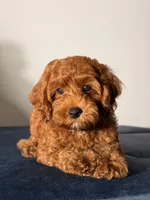 Chewy, a male Cavapoo and Poodle - Toy  for sale in Los Angeles, CA – 2 of 7