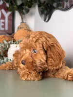 Jamie, a female Cavapoo and Poodle - Toy  for sale in Los Angeles, CA – 2 of 10