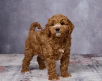Winston, a male Poodle - Toy  and Miniature Goldendoodle for sale in Los Angeles, CA – 3 of 5