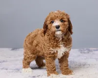 Junie, a male Cavapoo and Poodle - Toy  for sale in Los Angeles, CA – 1 of 4