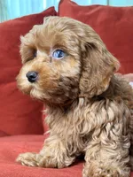 Jamie, a female Cavapoo and Poodle - Toy  for sale in Los Angeles, CA – 10 of 10