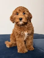Breeze, a female Cavapoo and Poodle - Toy  for sale in Los Angeles, CA – 2 of 5