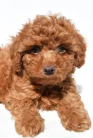 Jasper, a male Cavapoo for sale in Los Angeles, CA – 2 of 2