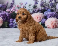 Ollie, a male Cavapoo for sale in Los Angeles, CA – 4 of 4