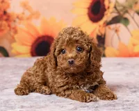 Bean, a male Poodle - Toy  for sale in Los Angeles, CA – 3 of 3