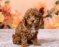Oatie, a male Poodle - Toy  for sale in Los Angeles, CA – 2 of 3